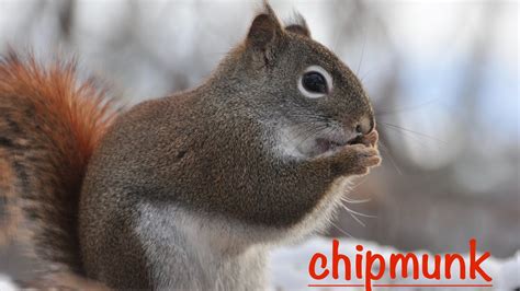 How Chipmunk Survive The Winter 🇨🇦 Youtube