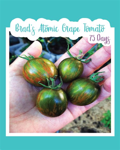 Brads Atomic Grape Tomato Seed Mail Seed Mail Seed Co
