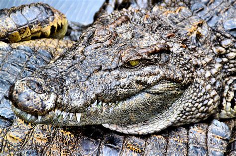 Siamese Crocodile In Tonlé Sap Lake In Phnom Penh Cambodia Encircle
