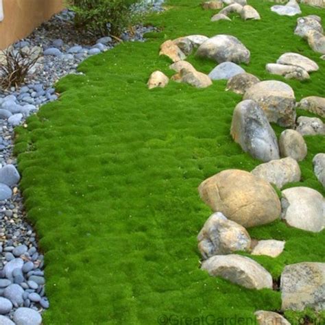 Sagina Subulata Irish Moss Ground Cover Bw Hydrangeas And Ferns