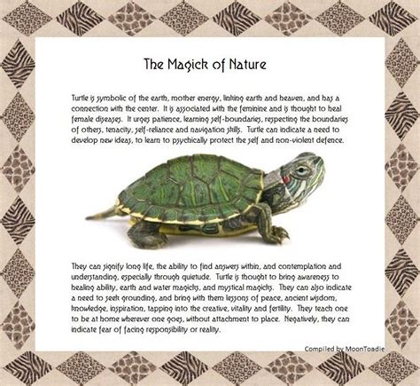 The Magick Of Nature Turtle Turtle Spirit Animal Animal Spirit