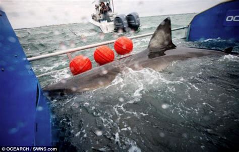 Is A Great White Shark Heading For Britain Killer Fish Spotted Just