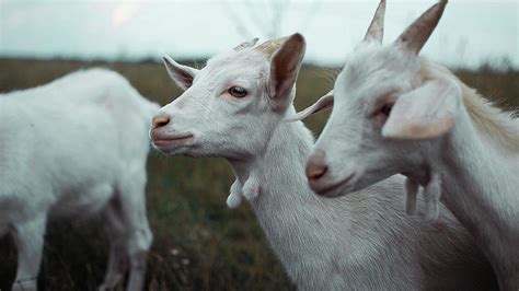 Goats Photograph By Masha Raymers Fine Art America