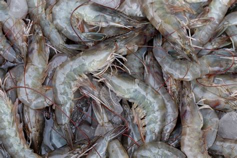 Frozen Vannamei Shrimp Offers From Vietnam