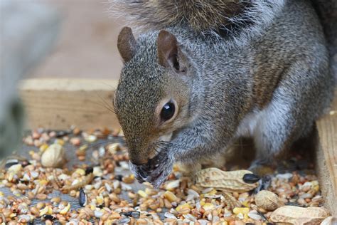 Baby Squirrel Fattening Up Julie Davis Flickr