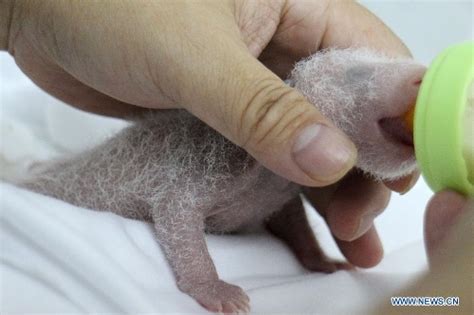 Rare Set Of Giant Panda Triplets Turn One Month Old Global Times