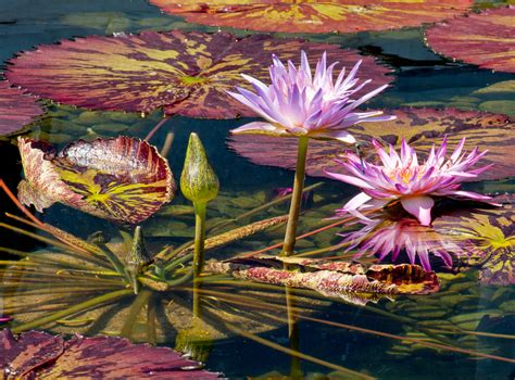 Worldview Photography Water Lilies Etc Lotus Psychedelicus