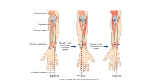 Anatomy 2 U2 L16 Inferior Radioulnar Joint And Wrist Joint Youtube