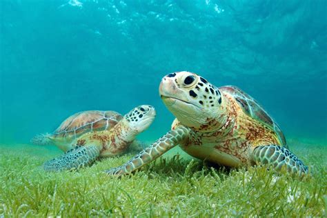 Wolf was away for four nights. Where to See Sea Turtles in the Caribbean