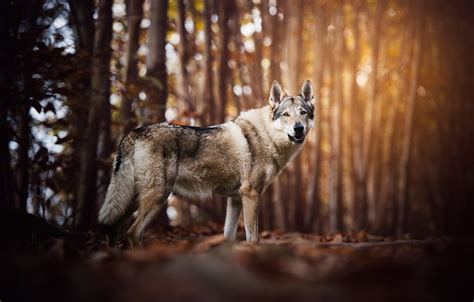 Wolves Autumn Wallpapers Wallpaper Cave