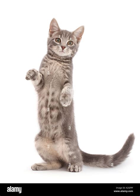 Kitten Standing Hi Res Stock Photography And Images Alamy
