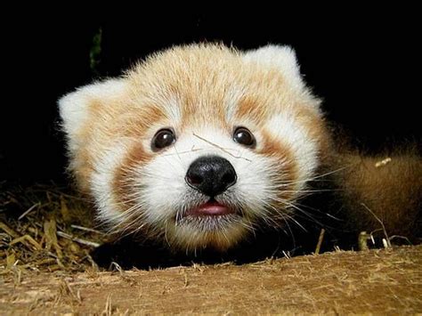 Filhotes De Panda Vermelho São Apresentados No Reino Unido Animal