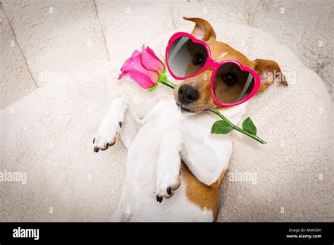 Jack Russel Dog In Love For Happy Valentines Day With Petals And Rose