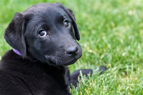 Summer Sale Beautiful Female Black Lab Puppy Placed Puppy Steps