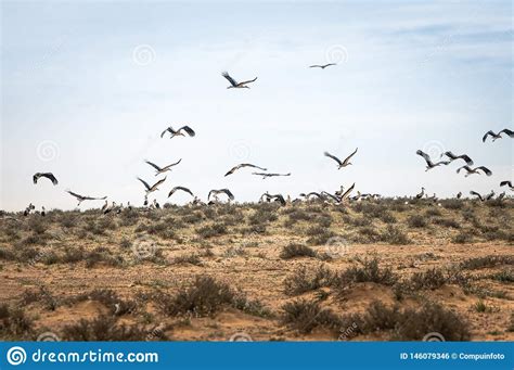 Flock Of Migrating Storks In Israel Stock Photo Image Of Timna View