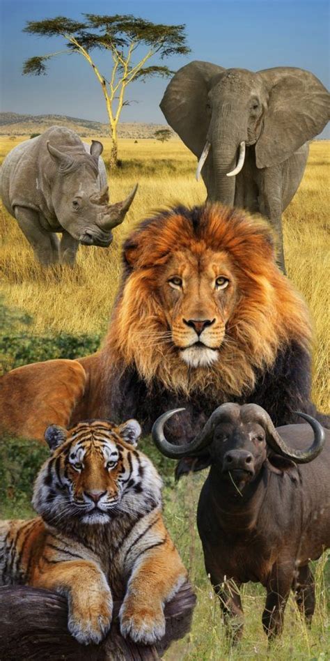 Endangered Wildlife Africa Wildlife Wildlife Art African Paintings