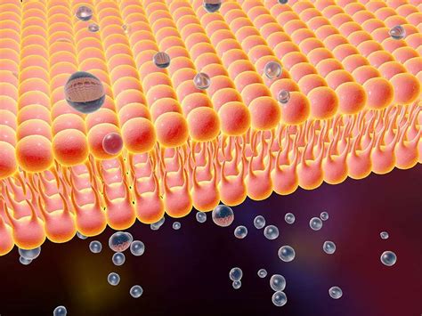 Fast Facts About The Cell Membrane Britannica