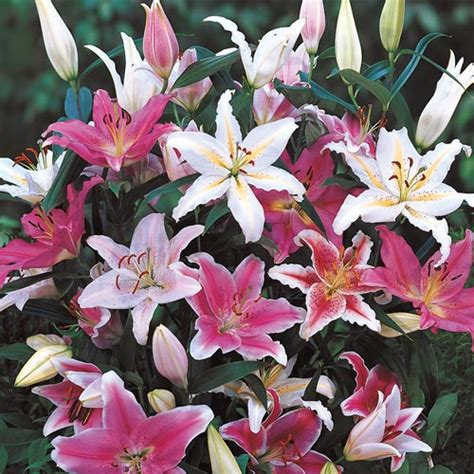 Lily Bulbs Oriental Lily Mixed From K Van Bourgondien