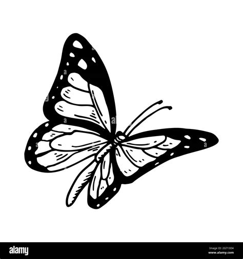 Simple Flying Butterfly Drawing
