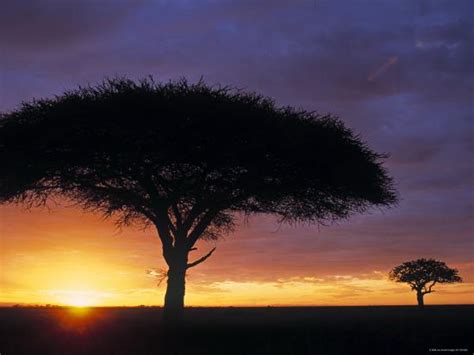 Acacia Tree At Sunrise Serengeti National Park Tanzania