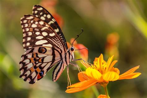 The plants listed below are, in my experience, the best for your value and will get immediate results. Which Plants Attract Butterflies? How to Support ...