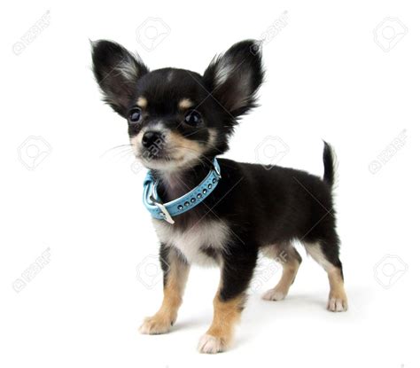 😍aw Black Chihuahua Cute Chihuahua Chihuahua Lover Teacup Chihuahua