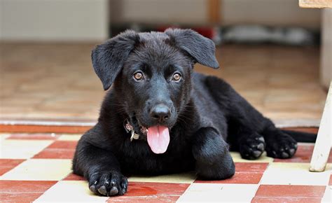 Black German Shepherd Puppy Dog Free Photo On Pixabay Pixabay
