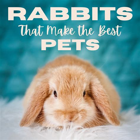 15 Of The Best Pet Rabbit Breeds Pethelpful