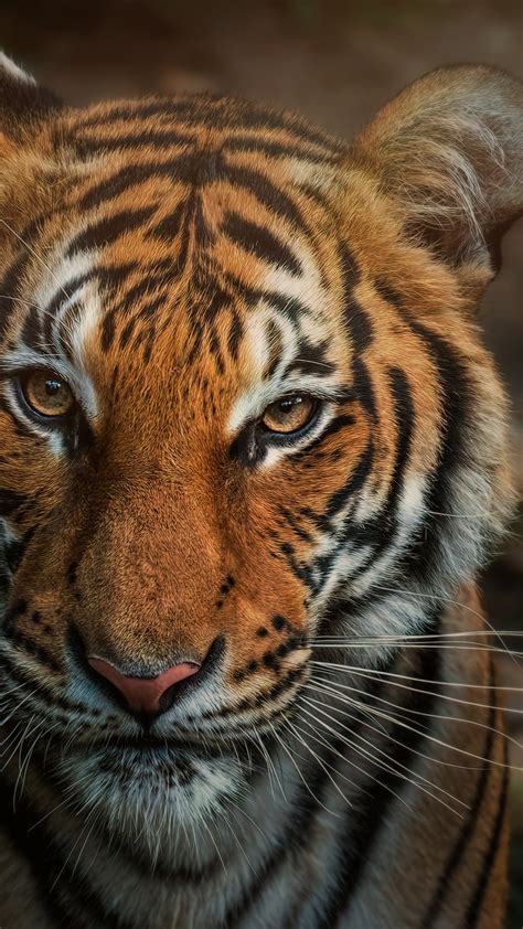 Bengal Tiger 4k Wallpaper Closeup Big Cat Wild Animals