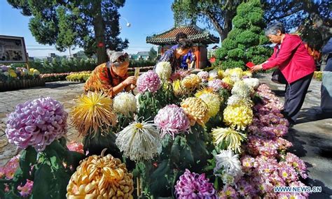 Chrysanthemum Flowers In Full Bloom In Beijing Cgtn