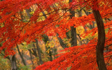 Desktop Wallpaper Autumn Leaves 65 Images