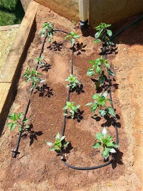 How To Install Soaker Hose Irrigation In Raised Bed Garden Garden