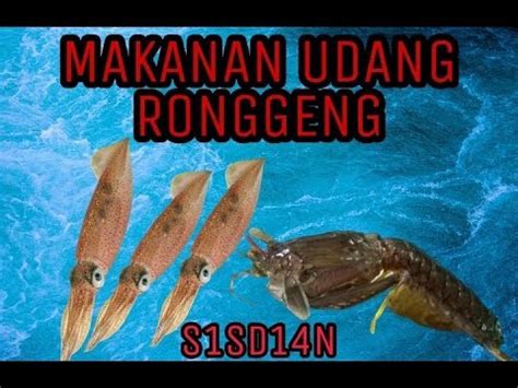 Gambar di atas adalah hasil gabungan rantai makanan yang terdapat di sawah padi. MAKANAN UDANG RONGGENG SAAT DI KOLAM - YouTube