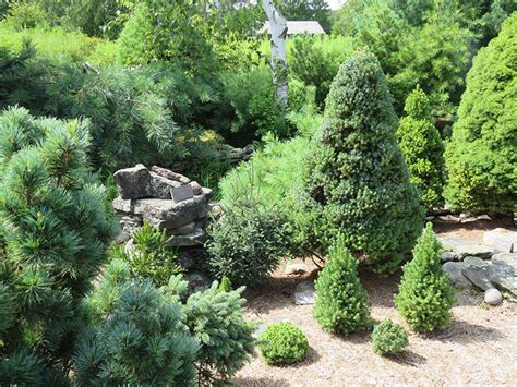 Dwarf Conifer Display Gardens