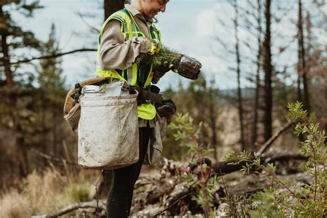 3 Ways To Use A Forest Management Plan