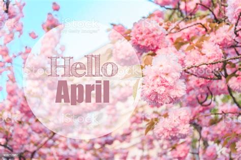 Hello April Text With Blooming Sakura On Background Stock Photo