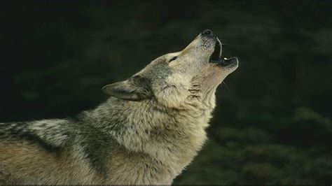 Wolf wallpapers for 4k, 1080p hd and 720p hd resolutions and are best suited for desktops, android phones, tablets, ps4 wallpapers. Wolf Wallpaper HD free download | PixelsTalk.Net