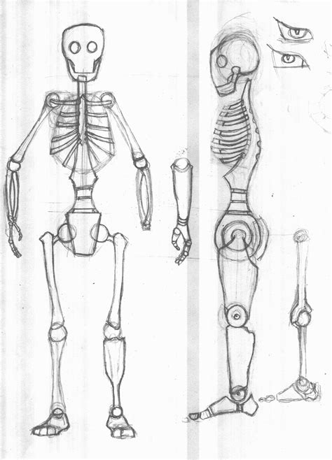 Skeletal Armature Skeletal Sketches Skeletons Art Drawings Doodles