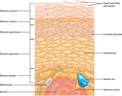 Merkel cell carcinoma is a rare type of skin cancer that usually starts in areas of skin exposed to the sun. Merkel cell - Wikipedia