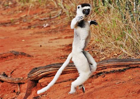 Leaping Lemur Verreauxs Sifaka Hopping Propithecus Ver Flickr