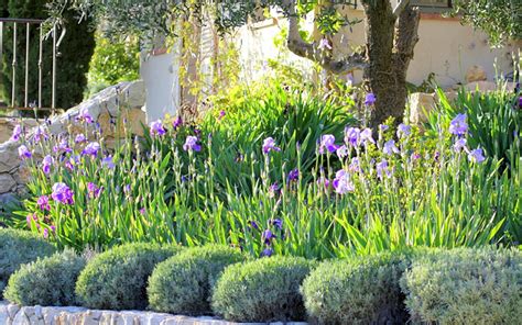 Marvelous 25best And Beautiful Iris Garden Ideas For Your Yard