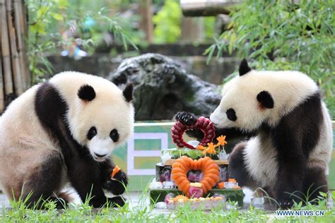 Giant Panda Twins Celebrate 2nd Birthday In Sichuan13