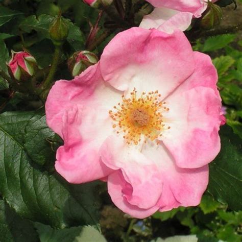Rosy Cushion Shrub Rose Quality Roses Direct From Grower