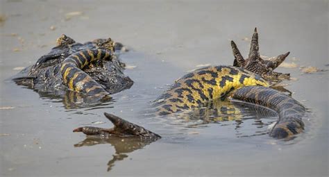 Massive 28ft Anaconda Kills Crocodile In Dramatic Fight In