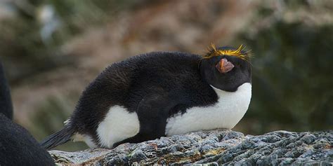 7 Penguin Species You Might See In Antarctica Hurtigruten