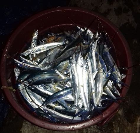 Tetapi 10 jenis ikan laga diatas paling terkenal yang selalu kita lihat. Mengenal Usaha Tangkap Ikan Julung Dusup Sombuk, Kampung ...