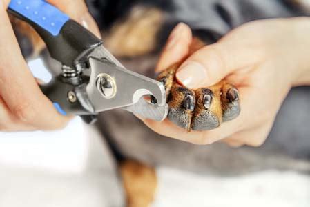 Trimming black nails go slowly. How to Trim Dog Nails Safely - American Kennel Club