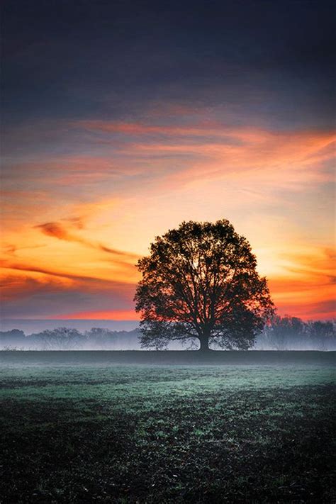 A Lonely Tree In A Spectacular Sunset Beautiful Landscapes Beautiful