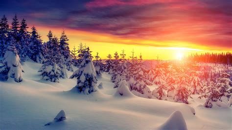 Winter Forest 4k Wallpapers Top Free Winter Forest 4k Backgrounds