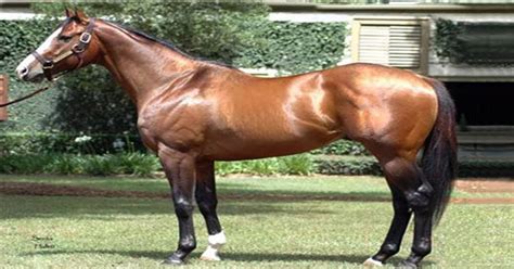 Top 10 Most Expensive Horses In The World